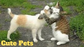 💥Cute Pets Viral Weekly😂🙃💥of 2020 | Funny Animal Videos💥👌