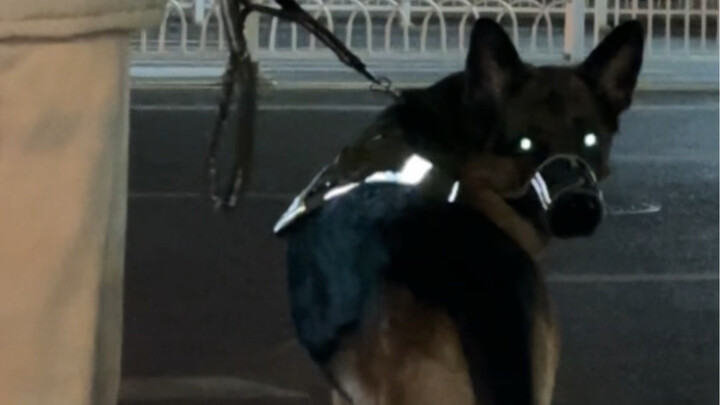 Ya, akulah wanita yang membesarkan anjing serigala besar itu.