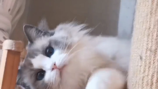 Got a cat! I don't even want to...