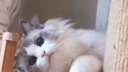 Got a cat! I don't even want to...