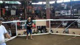 2x Winner na Win Nagcarlan Coliseum 12/24/23 ang gulang mo talaga sumabong nokis