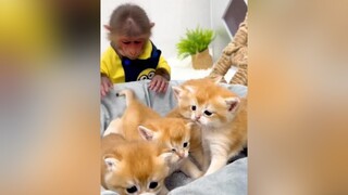thucung thucungvuinhon thucung🔔 monkey🔔