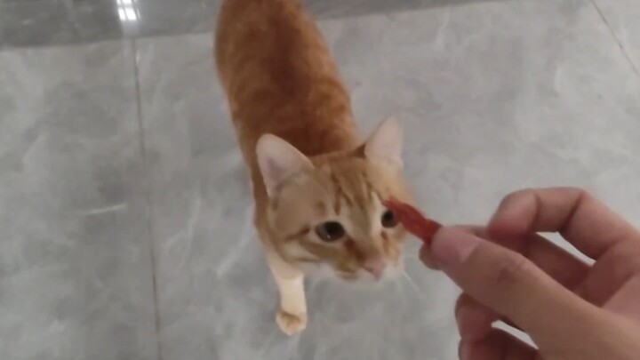 Smart Cat