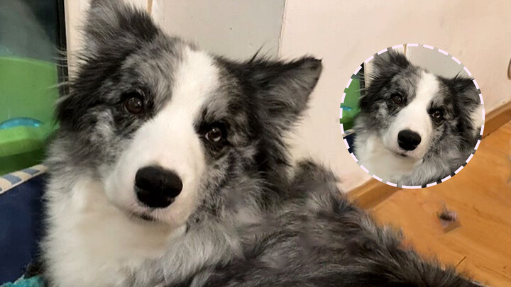 A big-eye cute dog coming out right after a bath!