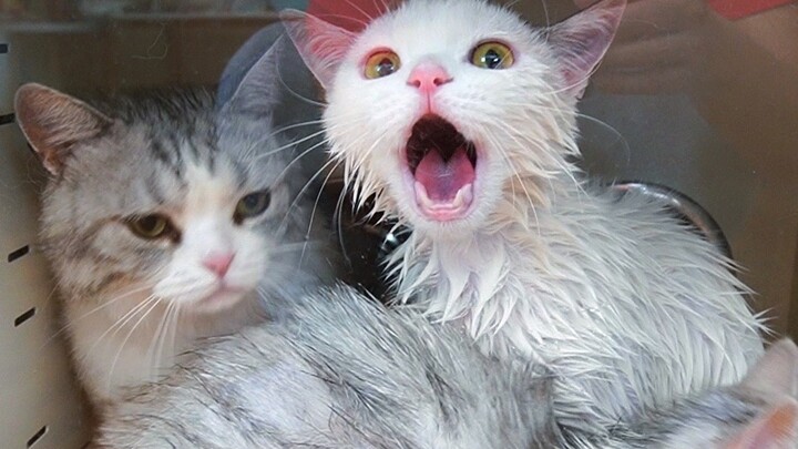 Tắm và lau khô cho 3 con mèo