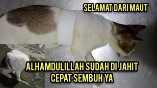 Kucing Liar Yang Menangis Karena Di Siksa Ini Kondisinya Sekarang Sudah Selamat Dari Maut..!