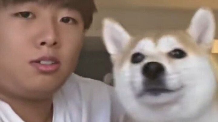 Con chó của viện trưởng Tiểu Triều hóa ra lại là “nhà sản xuất dép lê”?!?