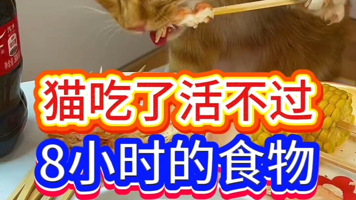 Kucing makan makanan yang hanya bertahan kurang dari 8 jam