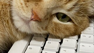 The Ultimate Solution to Cats Sleeping on Keyboards