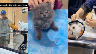 Cats that get angry when they see a veterinarian