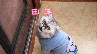 A cat imitates a dog's bark in order to go out and play