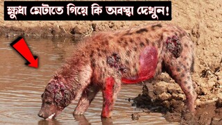 ক্ষুধা মেটানোর চক্করে কি অবস্থা দেখুন | How hard animals life! | Funny Animals | Odvut Knowledge.