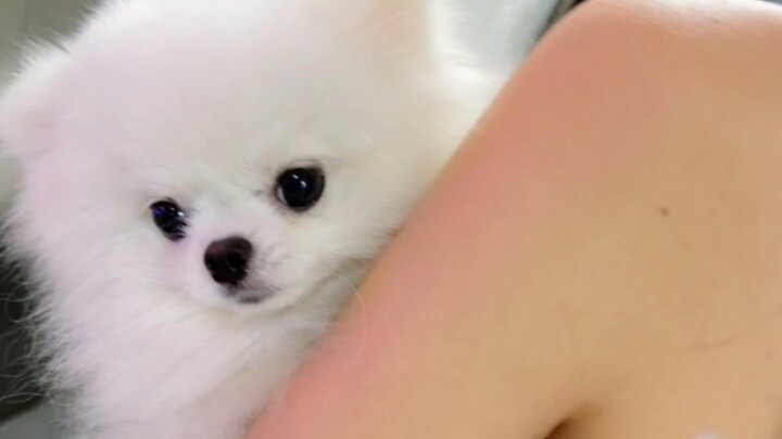 Mahasiswa di dunia anjing rapuh dan sulit dibunuh