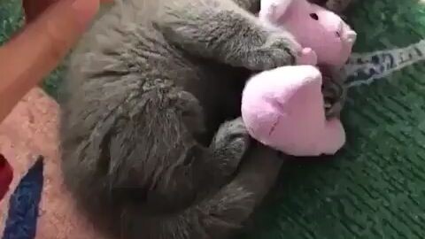 He's not letting go of his baby 🐱🩷