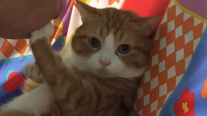 Mi Mao: “Please keep your distance! Thanks!”