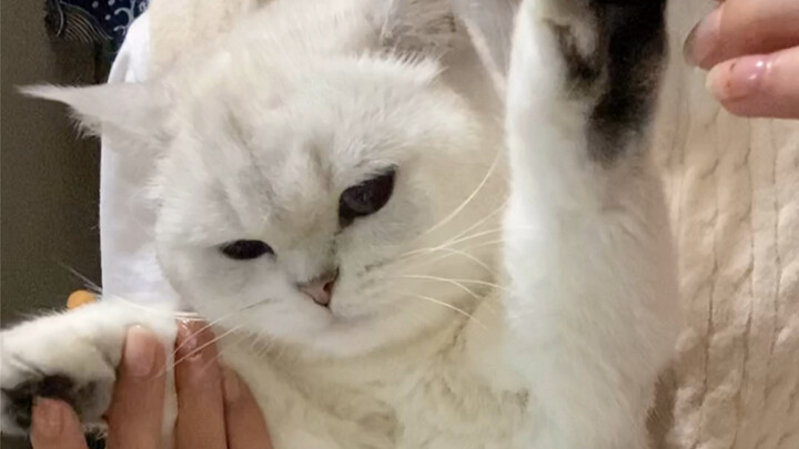 ฉันเลี้ยงแมวสามตัว แต่กลับไม่มีแม้แต่เท้าชมพูๆ สักข้างเดียวเลย