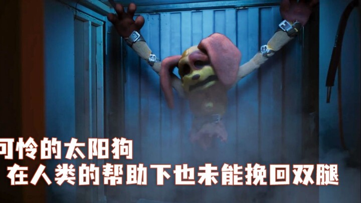 น้องหมาดวงอาทิตย์น่าสงสาร แม้ได้รับความช่วยเหลือจากมนุษย์ก็ยังไม่สามารถฟื้นฟูขาทั้งสองข้างได้