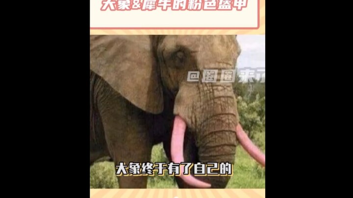 Sungguh berharap suatu hari nanti, orang-orang tidak akan lagi menyakiti gajah dan badak hanya demi 