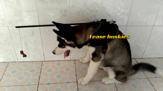 Husky: Lấy khúc xương đó kiểu gì?