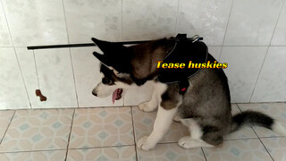 Husky: Gimana Caranya Ngambil Tulang Itu?