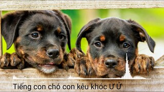 Tiếng con chó con kêu khóc Ư Ử