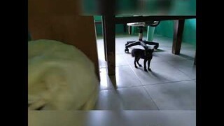 Black kitten first time meeting dog and cats.(Chim#11)