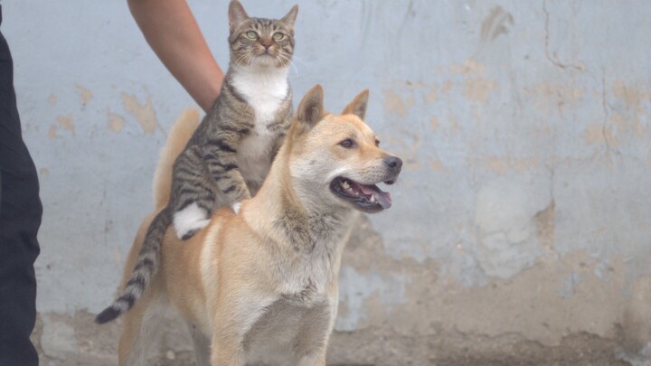 The special cat coin aims to conquer the canine species and make Dahuang its ride.