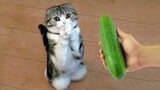 OMG So Cute Cats ♥ Best Funny Cat Videos 2021 #144