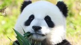 【Panda】Old video of "red" Haoyue