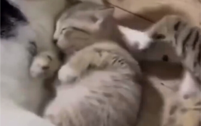 ลูกแมว: ตอนนี้ต่อให้ฟ้าถล่มก็ยังไม่ยอมตื่นเลย