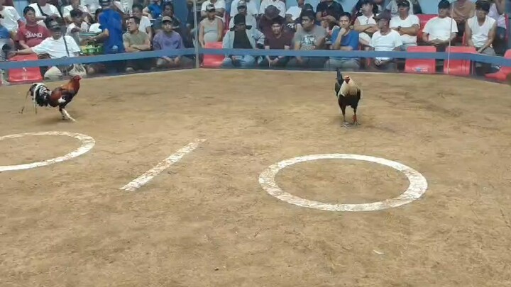 Black Kanawayon Maestro win