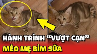 Hành trình VƯỢT CẠN của mèo mẹ BỈM SỮA cùng cô Sen nhà mình ❤️ | Yêu Lu