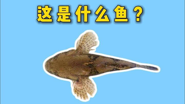 Trong số các loại cá nhỏ thường thấy ở nông thôn, loại nào ngon nhất?