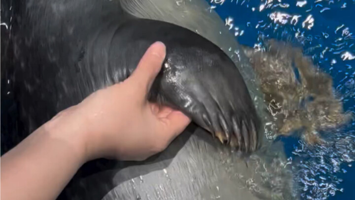 已经变成一条毫无攻击性的小肥鱼了啦