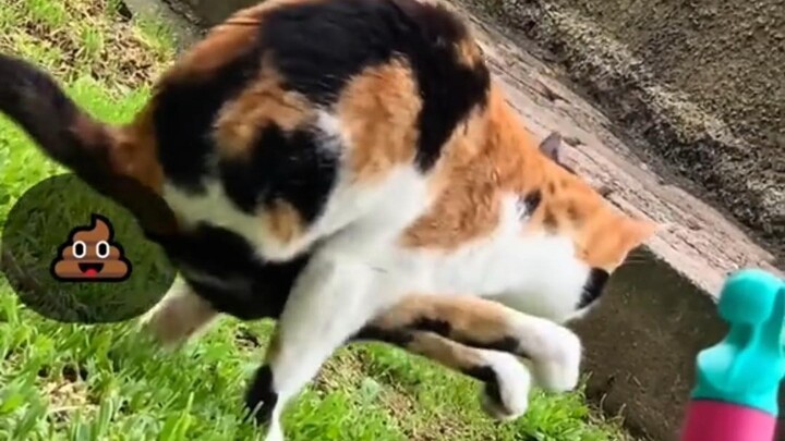 Perilaku membingungkan kucing