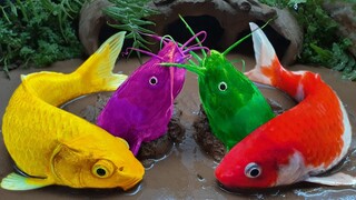 Stop Motion ASMR Menangkap ikan koi yang gesit dan ikan hias Menemukan Mainan mas lele Hewan