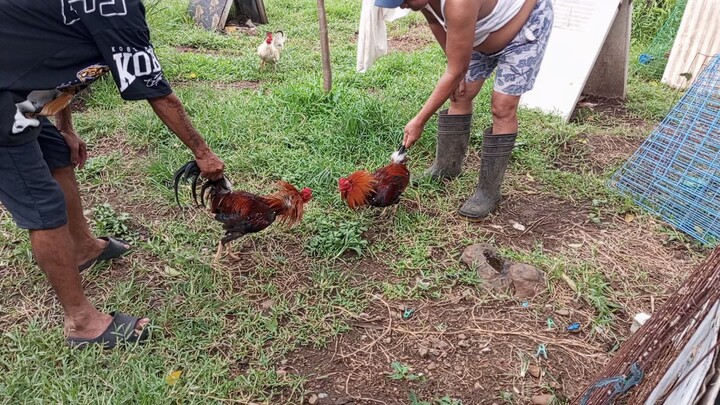 Sweater Cross -National Banded