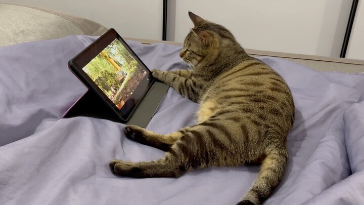 มีวินัยมาก พอฉันหยิบแท็บเล็ตขึ้นมาปุ๊บ ก็รู้เลยว่าถึงเวลาพักผ่อนของตัวเองแล้ว จึงยอมนอนลงดูทีวีอย่าง