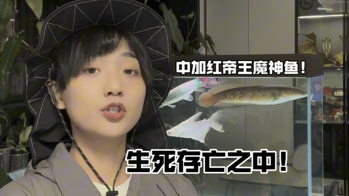 Highly recommend raising Chinese-Canadian red Emperor Demon fish! (Let’s take a break from plants to