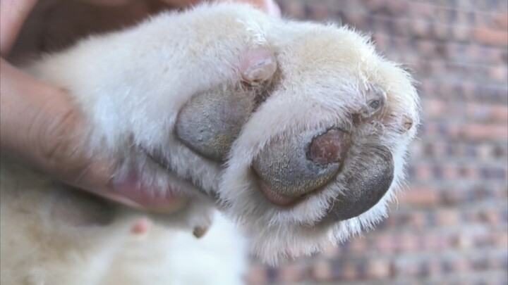 How crazy is the weather in Guangdong? My dog’s paw pads were cooked after our walk.