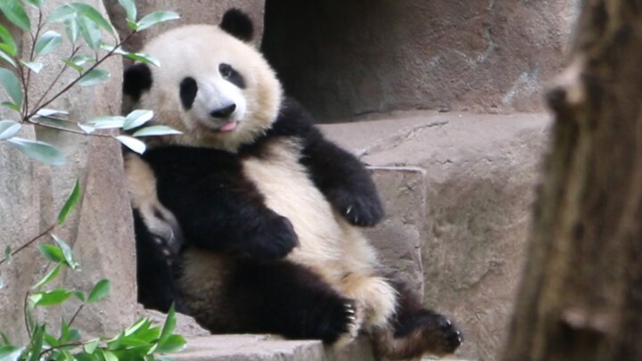Grandpa Tan, if you don’t open the door soon, I’m taking this big plushie with me! [Giant Panda He H