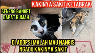 Astagfirullah Kucing Kampung Ini Sedih Karena Kakinya Kebelakang Terus Efek Ketabrak Di Jalan..!
