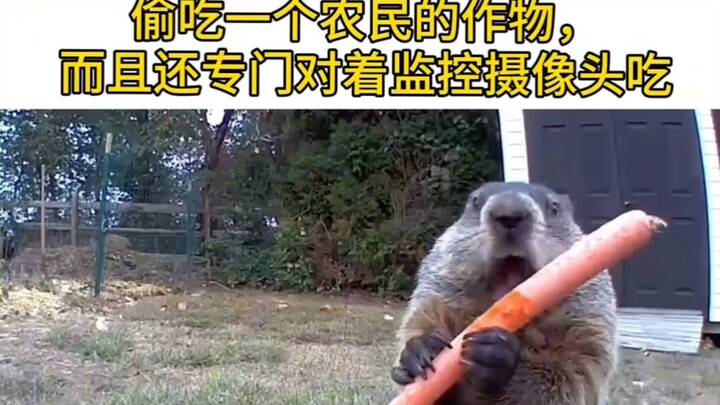 A groundhog has been stealing vegetables and eating them in front of the camera for five years strai