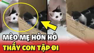 Mẹ mèo gương mặt Hít Le HỚN HỞ khi thấy con mình đang TẬP ĐI 😂 | Yêu Lu