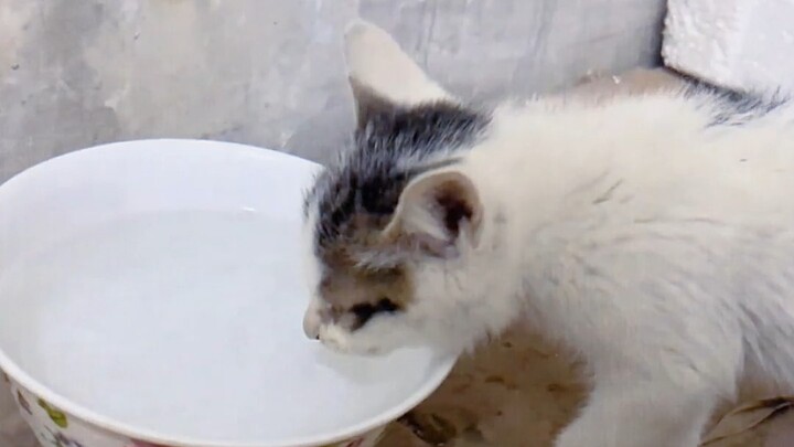A kitten for 50 yuan—did I lose out?