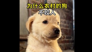 ทำไมสุนัขในชนบทถึงไม่กล้ากัดคนล่ะ?