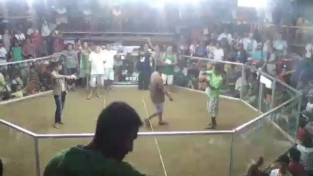 3Cocks Derby Champion 2nd Fight