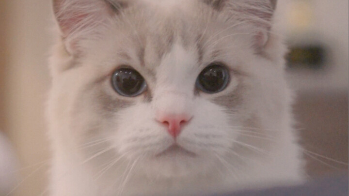 Whose ragdoll sheds in winter and grows fur in summer?