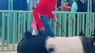 This is a pig fight.