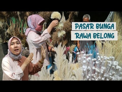 PASAR BUNGA RAWA BELONG | TERBESAR DAN TERMURAH KAH??